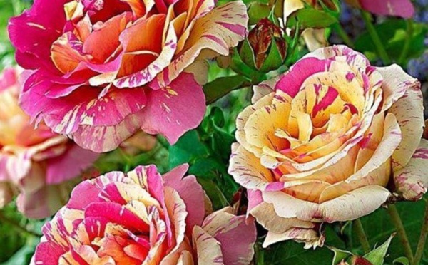 Comment tailler ses rosiers, des tutos