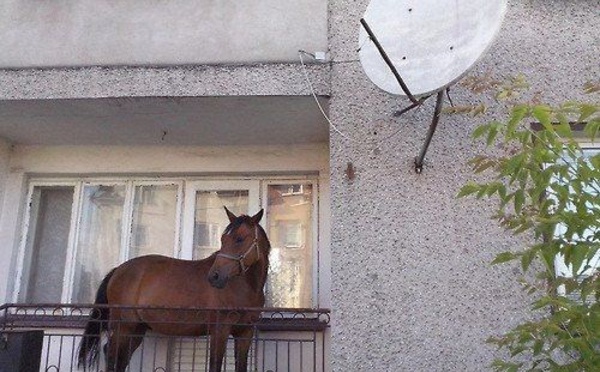 Téléchargement gratuit Images Humour Images Droles Photos Droles Insolite Nafeuse Magazine le plus cool salutations