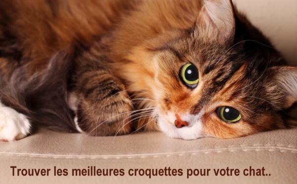 Un chat non stérilisé peut-il manger des croquettes stérilisées