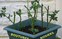 Conseils et astuces pour bouturer un rosier