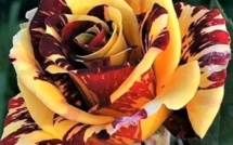 Trucs 100 % naturels pour avoir de beaux rosiers