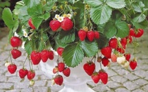 Idées plantations fraisiers