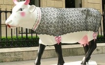 Art insolite : des vaches sur leur 31 !