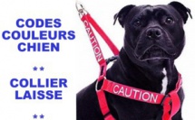 Code couleur pour chien, collier, laisse et ruban.