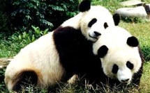 Des Pandas loués pour 750 000 € par la France !