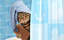 Comment laver un chat ?