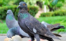 Et si le pigeon était finalement plus intelligent que nous ?