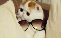 Le chat à lunettes !