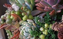Les plantes succulentes subliment le jardin !