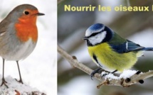 Comment nourrir les oiseaux pendant l'hiver