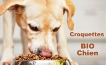 Les chiens doivent-il être exclusivement nourris à la croquette ?