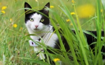 Collier traceur GPS pour chat