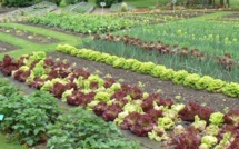 Au printemps, c'est le renouveau au jardin !