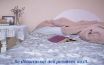 Insectes dans votre chambre : suivez le guide