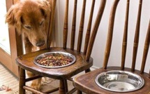 Faire une mangeoire pour grand chien