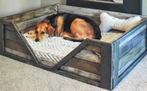 Idées pour faire niche et couchette d'intérieur pour animaux domestiques