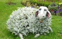 Au jardin on s'amuse à sculpter les végétaux