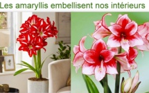 Tout savoir sur les amaryllis