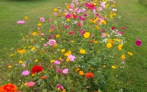 6 astuces pratiques pour le jardin