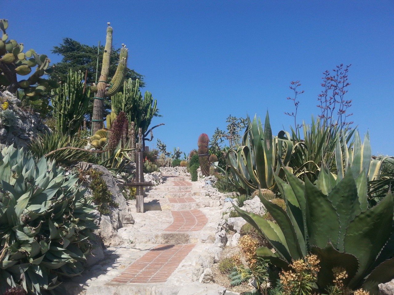 jardin cactus EZE