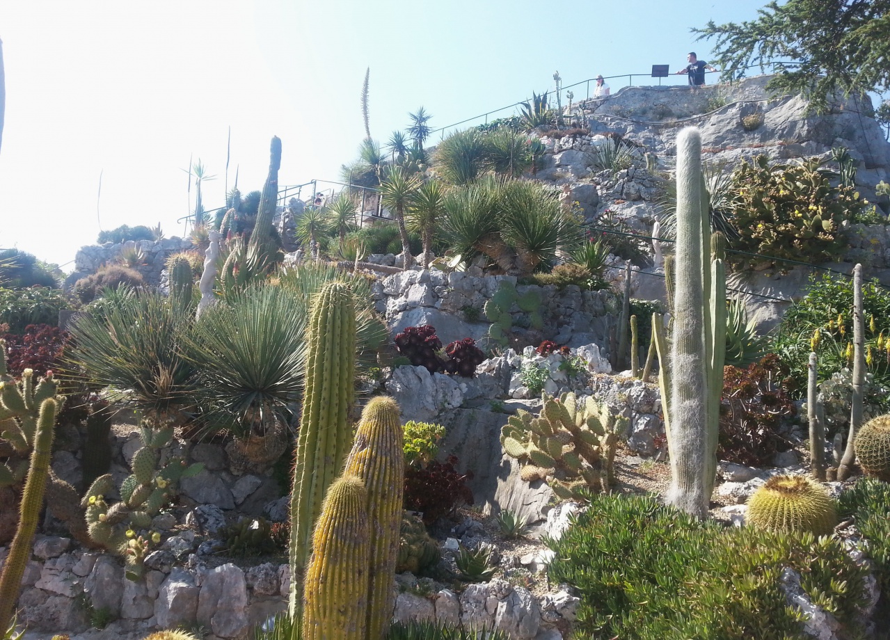 plantes jardin EZE