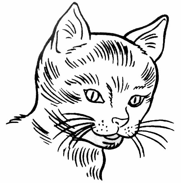 dessin tête de chat