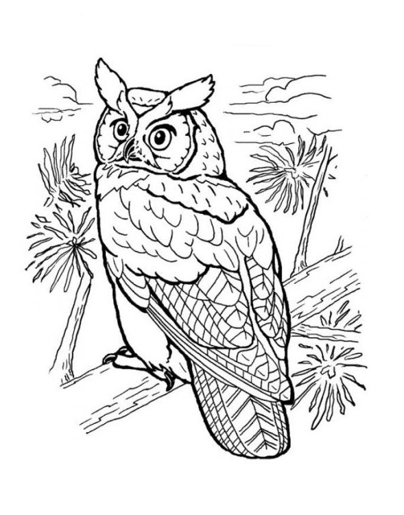 coloriage adulte hibou